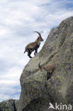 Spanish ibex (Capra pyrenaica)