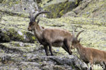 Iberische Steenbok (Capra pyrenaica)