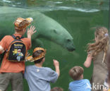 Polar bear (Ursus maritimus) 