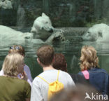 Polar bear (Ursus maritimus) 