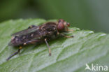 Ingesnoerde waterzwever (Anasimyia contracta)