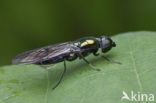 iridescent centurion (Sargus iridatus)