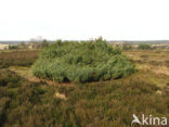common juniper (Juniperus communis)