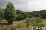 Jeneverbes (Juniperus communis)