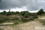 Jeneverbes (Juniperus communis)