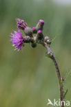 Kale jonker (Cirsium palustre)