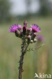 Kale jonker (Cirsium palustre)