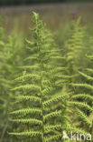 Crested Buckler-fern (Dryopteris cristata)