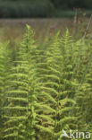 Crested Buckler-fern (Dryopteris cristata)