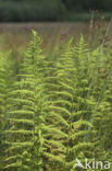 Kamvaren (Dryopteris cristata)