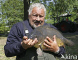 Karper (Cyprinus carpio) 