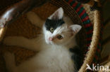 Cat (Felis domesticus