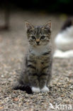 Cat (Felis domesticus