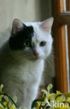 Kat (Felis domesticus