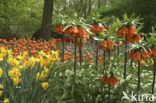 Crown Imperial (Fritillaria imperialis)