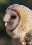 Barn Owl (Tyto alba)