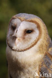 Barn Owl (Tyto alba)