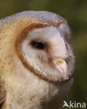 Barn Owl (Tyto alba)