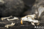 Barn Owl (Tyto alba)