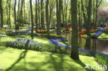 Keukenhof