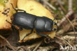 Klein vliegend hert (Dorcus parallelipipedus)