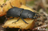 Klein vliegend hert (Dorcus parallelipipedus)