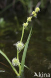 Kleine egelskop (Sparganium emersum)