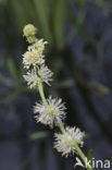 Kleine egelskop (Sparganium emersum)