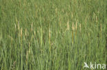 Lesser Bulrush (Typha angustifolia)