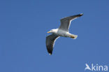 Lesser Black-backed Gull (Larus fuscus)