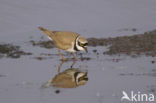 Kleine Plevier (Charadrius dubius)