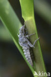 Green-eyed Hooktail (Onychogomphus forcipatus)