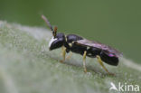 Kleine tuinmaskerbij (Hylaeus pictipes)