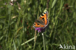 Kleine vos (Aglais urticae)