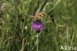 Kleine vos (Aglais urticae)