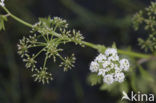 Kleine watereppe (Berula erecta)