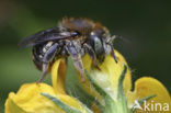 Kleine wolbij (Anthidium punctatum) 