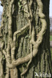 Common ivy (Hedera helix)