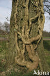 Common ivy (Hedera helix)