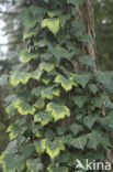 Common ivy (Hedera helix)