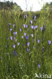 Klokjesgentiaan (Gentiana pneumonanthe) 