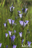 Klokjesgentiaan (Gentiana pneumonanthe) 