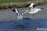 Pied Avocet (Recurvirostra avosetta)