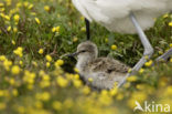 Pied Avocet (Recurvirostra avosetta)