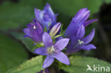 Kluwenklokje (Campanula glomerata) 