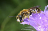 Knautiabij (Andrena hattorfiana) 