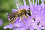 Knautiabij (Andrena hattorfiana) 