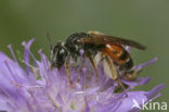 Knautiabij (Andrena hattorfiana) 