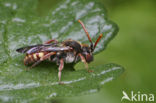 Wasp-bee (Nomada armata)
