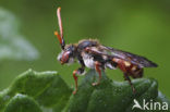 Wasp-bee (Nomada armata)